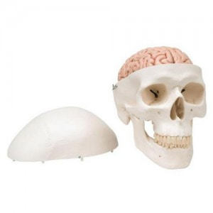 뇌포함 두개골모형 5파트 분리형(A20/9)