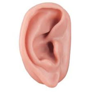 침술 귀 모형 오른쪽(N15/1R)